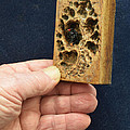 3D Aceo