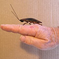 Roach Clip