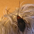 Roach Hair Clip